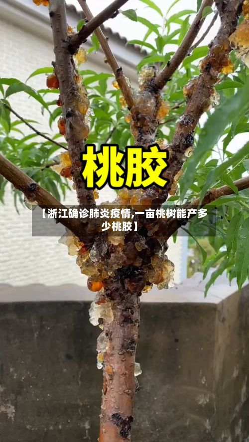 【浙江确诊肺炎疫情,一亩桃树能产多少桃胶】-第2张图片
