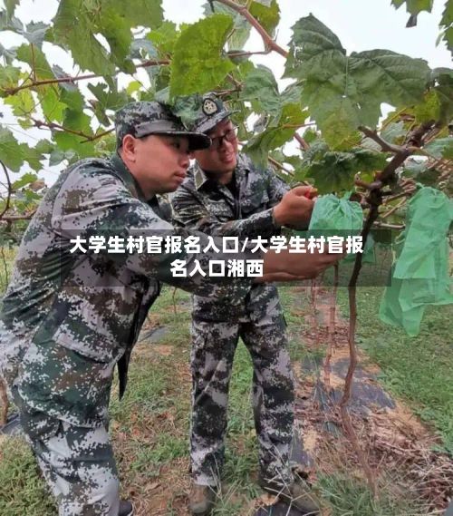 大学生村官报名入口/大学生村官报名入口湘西-第3张图片